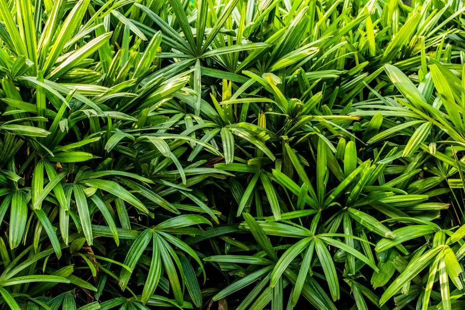 Greens & Outdoors at DLF CENTRAL AVENUE, New Chandigarh, Mullanpur