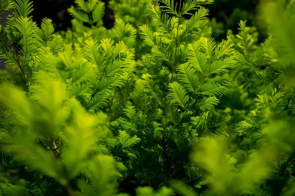 Greens & Outdoors at DLF PRIVANA NORTH, Sector 76-77, Gurgaon