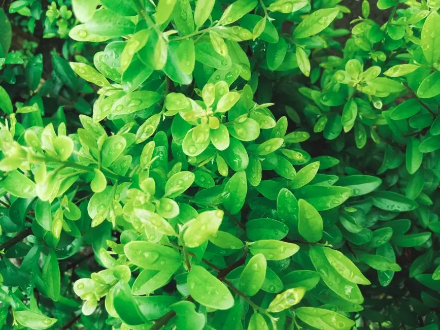 Garden at DLF EXPRESS TOWERS, Sector 79, Gurgaon