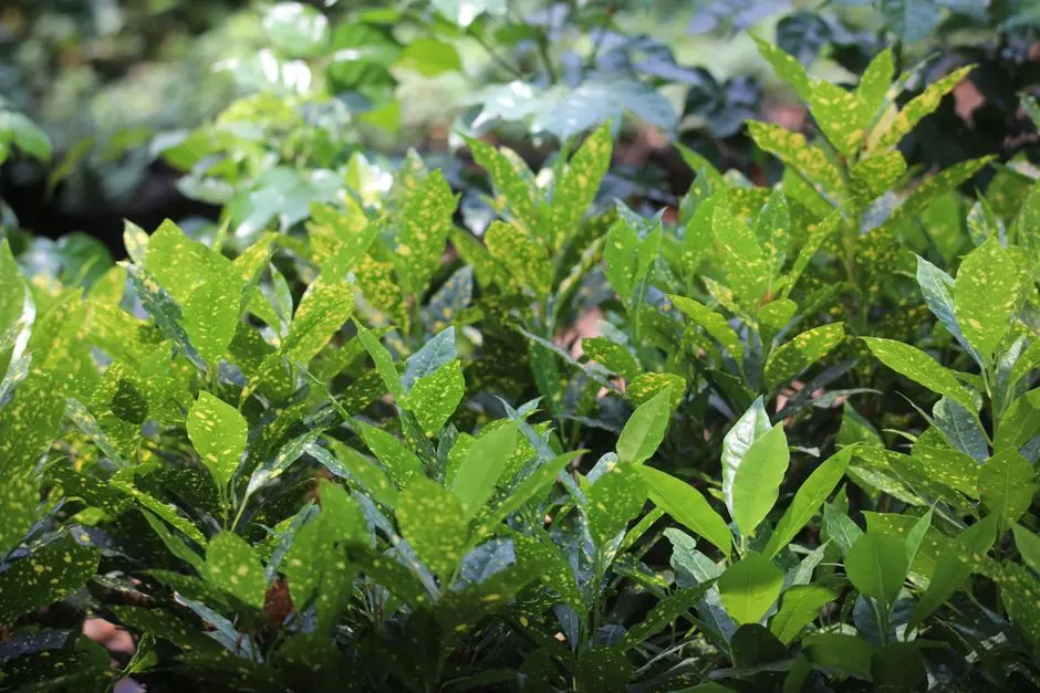 Greens & Outdoors at DLF SUMMIT PLAZA, Sector 54, Gurgaon