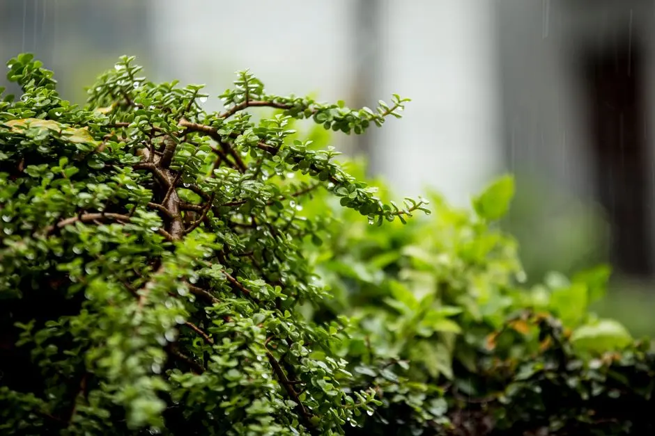 Greens & Outdoors at DLF SECTOR 77, Gurgaon