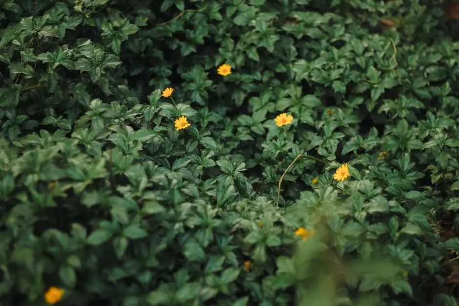 Greens & Outdoors at DLF SECTOR 93 COMMERCIAL HIGH STREET, Gurgaon