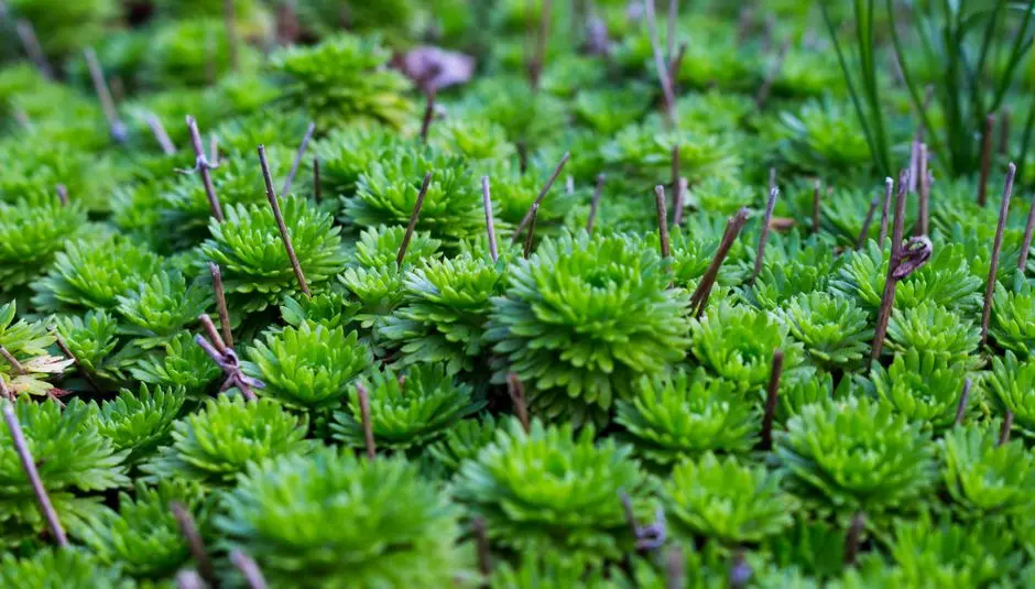 Greens & Outdoors at DLF HAMILTON COURT 2 GURUGRAM, Sector 28, Gurgaon